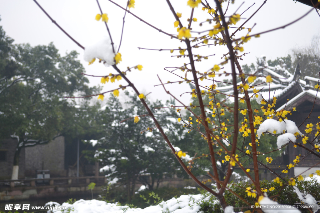 雪中腊梅
