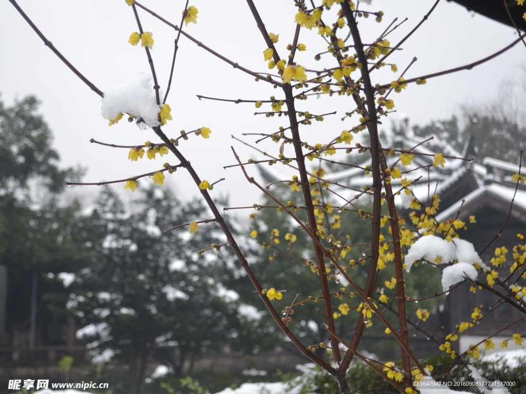 雪中腊梅