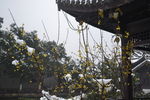 雪中腊梅