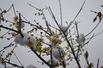 雪中腊梅