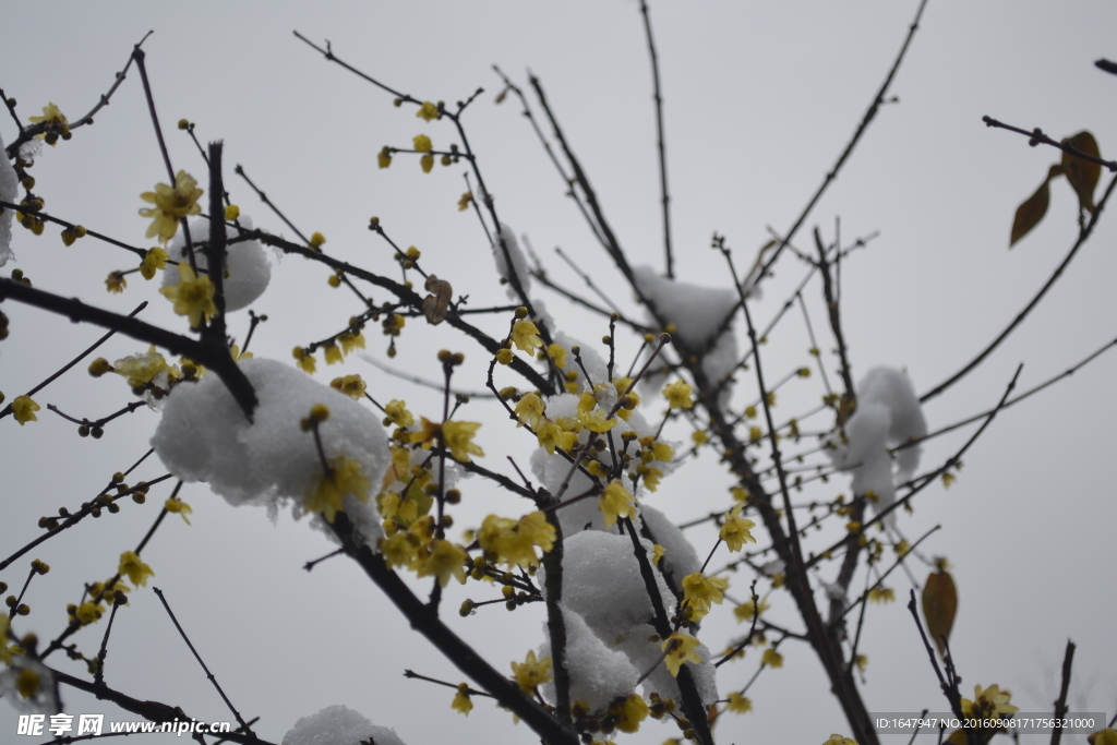 雪中腊梅