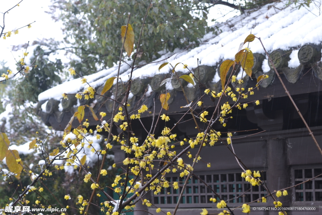 雪中腊梅