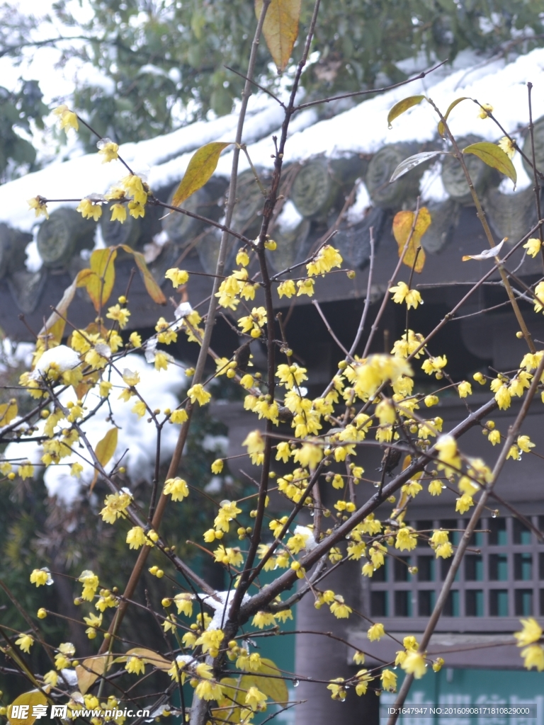 雪中腊梅