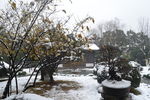 雪中腊梅