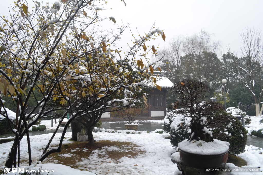 雪中腊梅