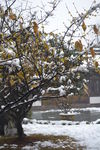 雪中腊梅
