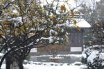 雪中腊梅