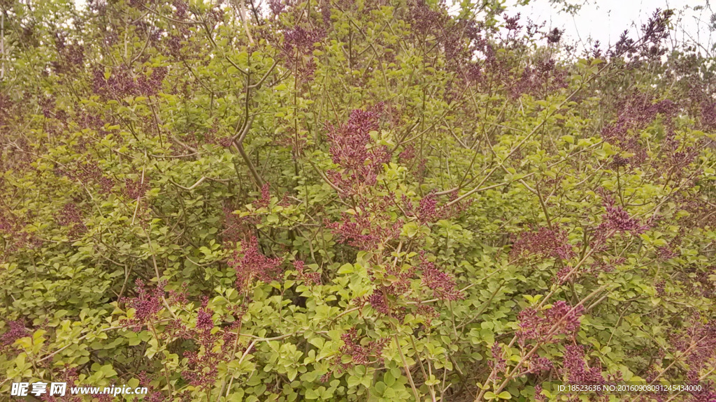 紫色小花