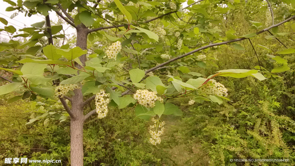 近景黄花