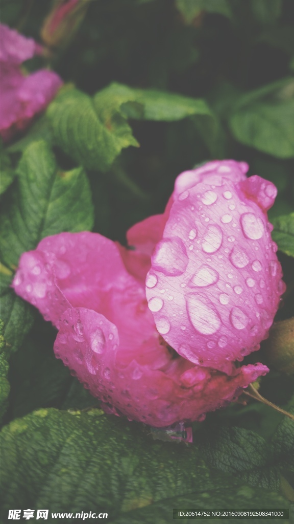 粉红色月季花