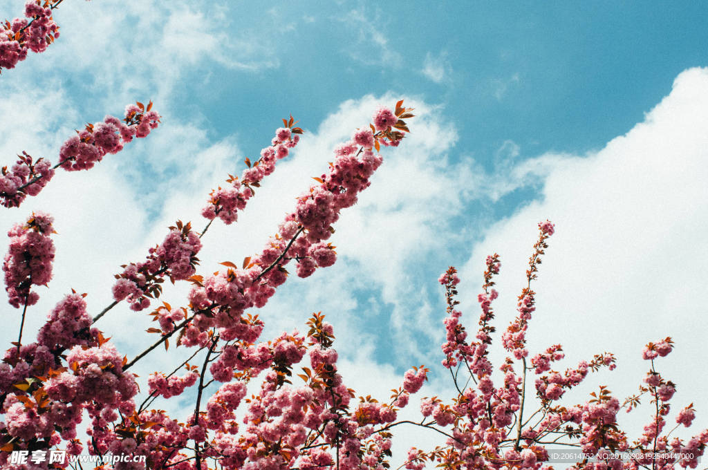 美丽的樱花