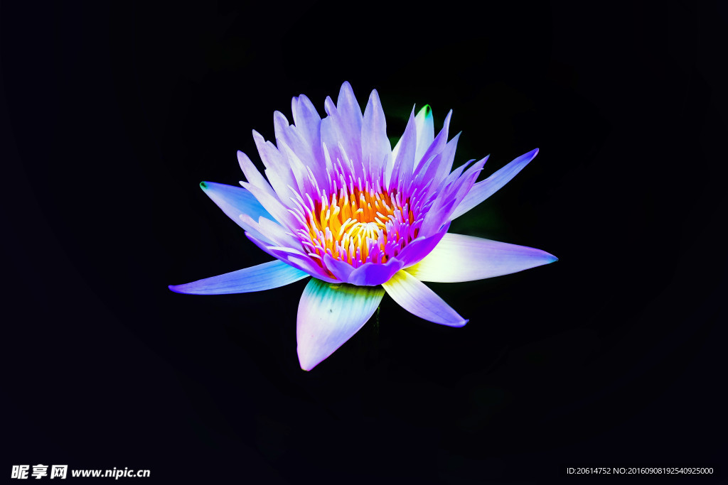 夜色中的荷花