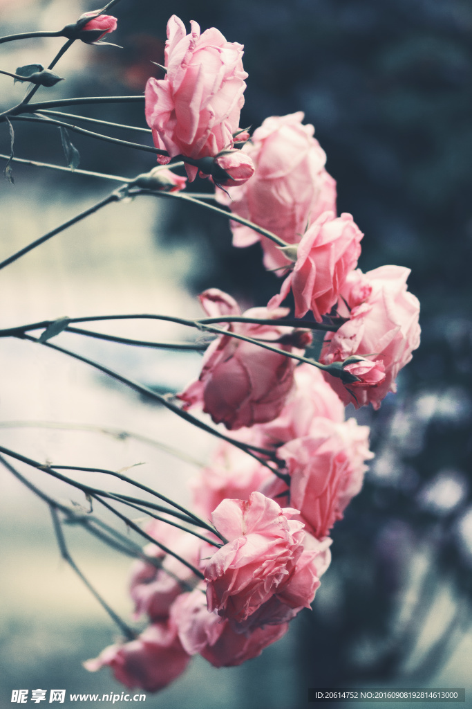 粉红色的花朵