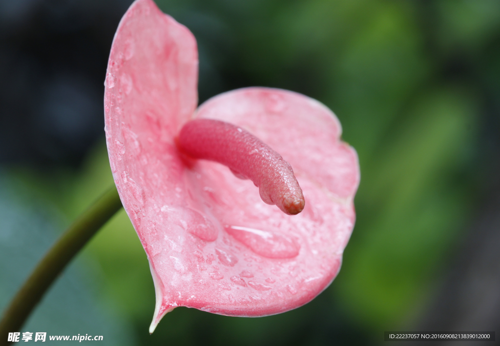 红色高清花蕊图片