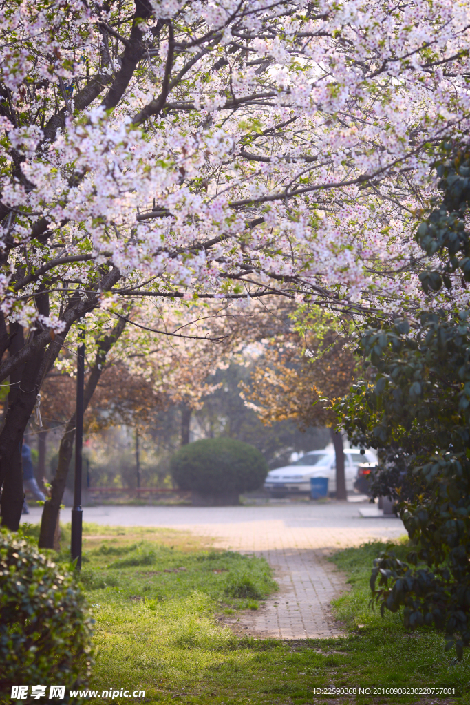 樱花