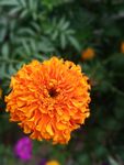 金菊花