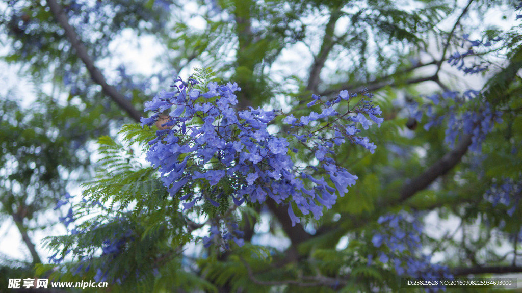 蓝花楹