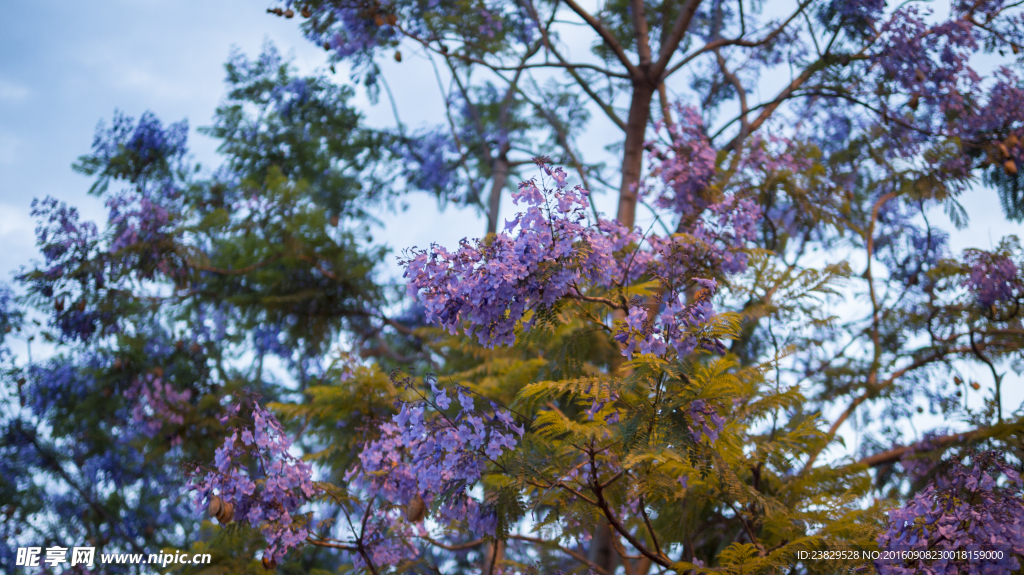 蓝花楹