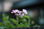 紫色小花