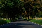 森林 道路