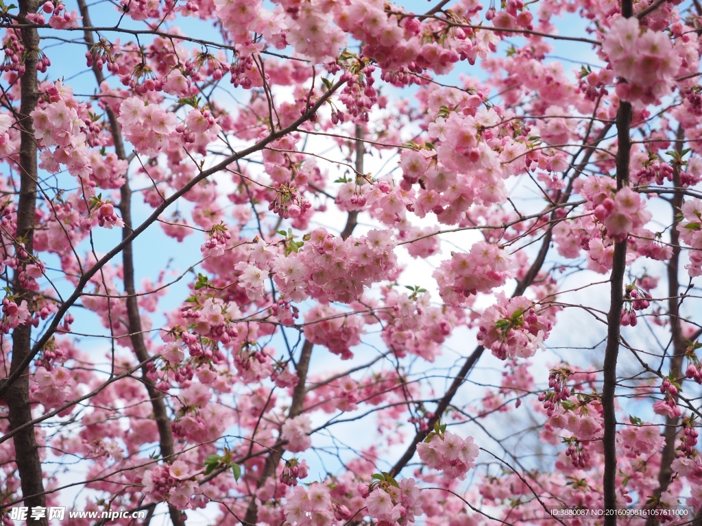 日本樱花树