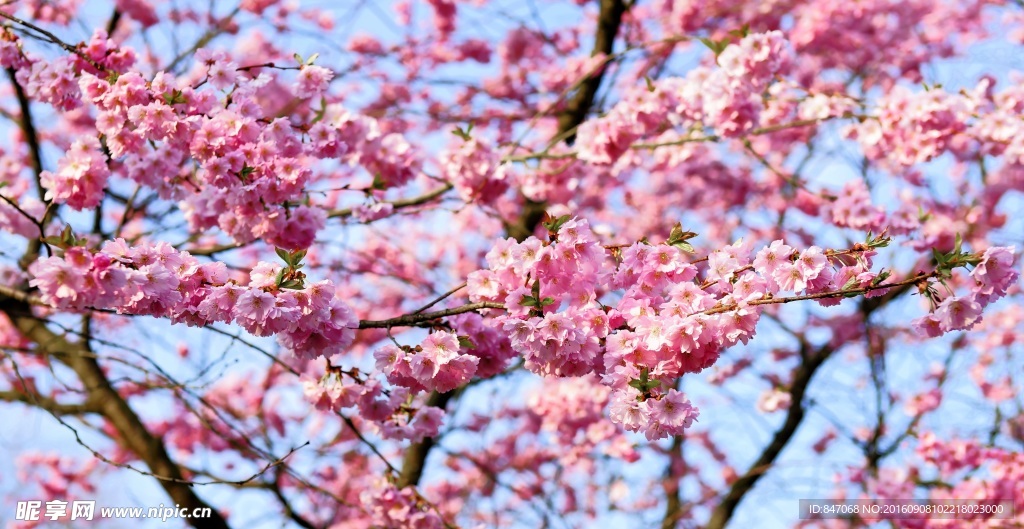 樱花