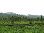 田野