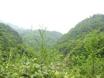 山林