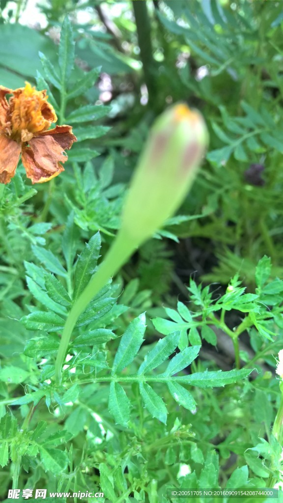 花蕾