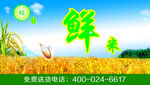 大米宣传画