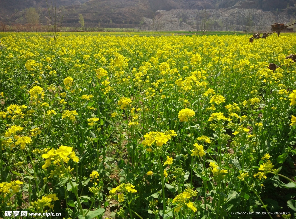 狼牙山油菜花