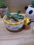 多肉植物
