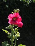 鲜花