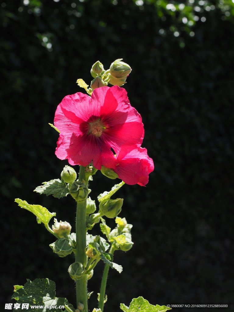 鲜花