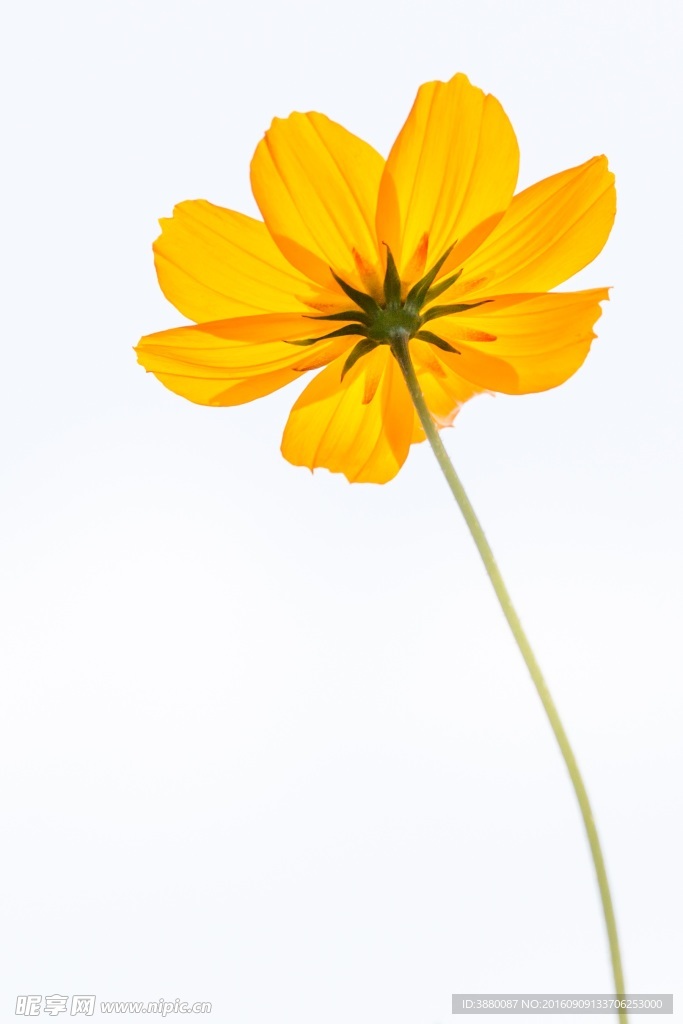 鲜花