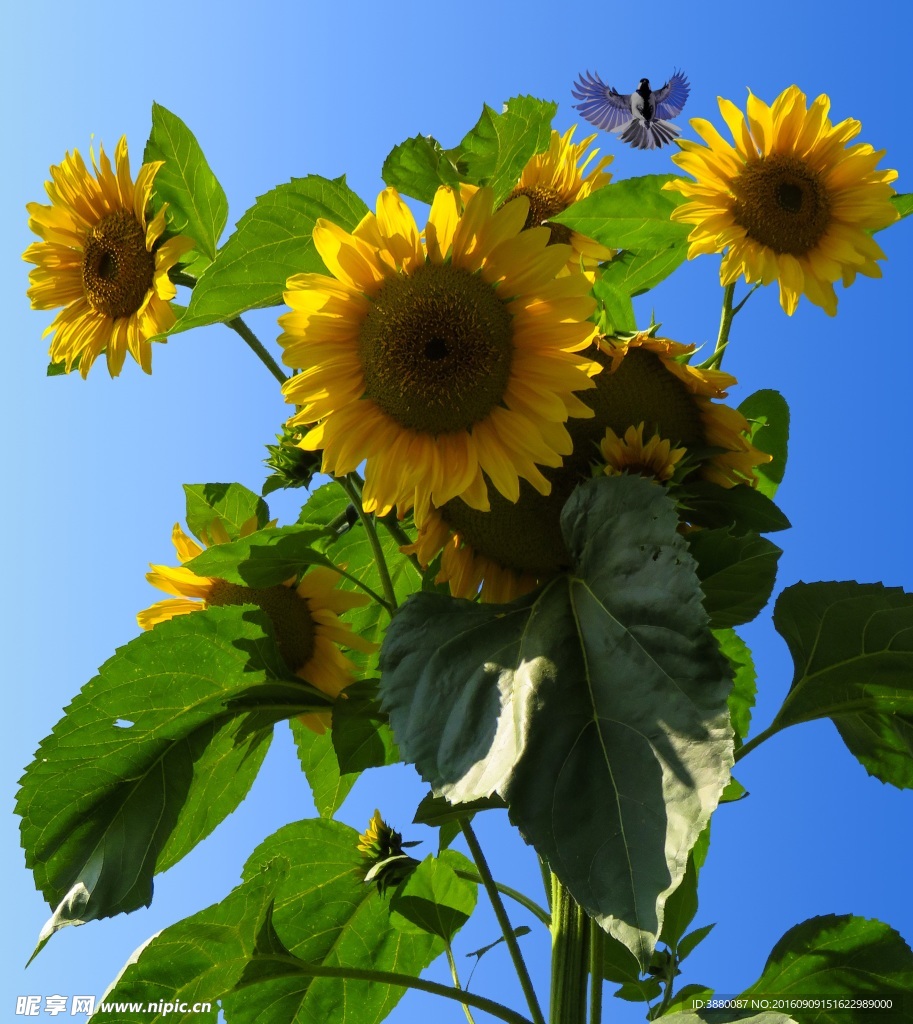 太阳花