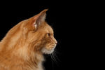 缅因猫