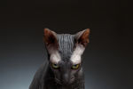 无毛猫