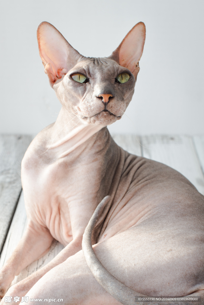 无毛猫