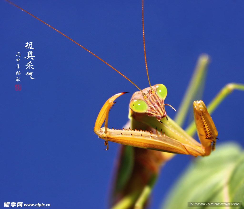 螳螂特写