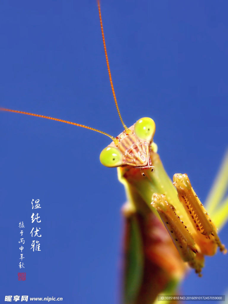 螳螂特写