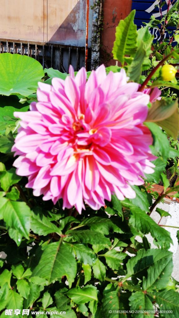 月季花