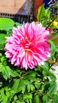月季花