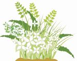 手绘植物 花草 矢量图