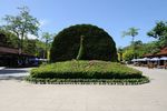孔雀树