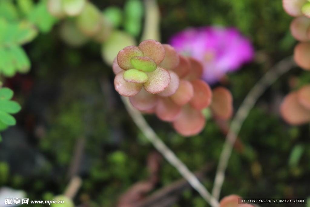 野生植物