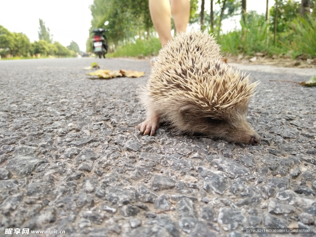 刺猬 小刺猬