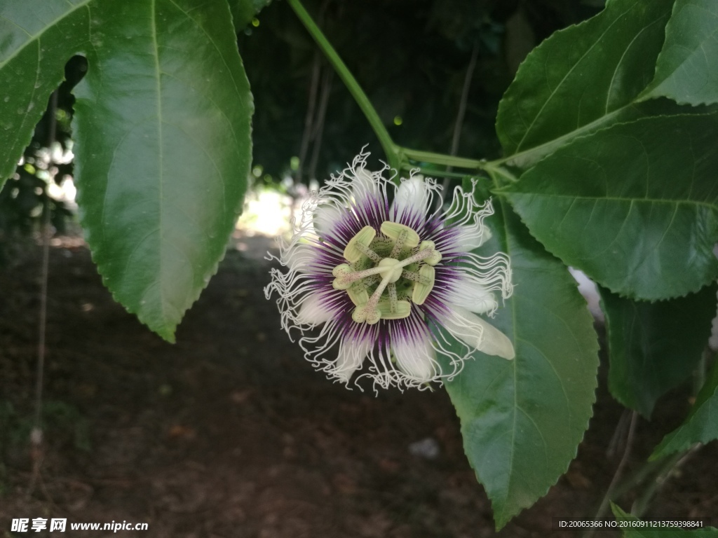 百香果花