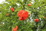 石榴花