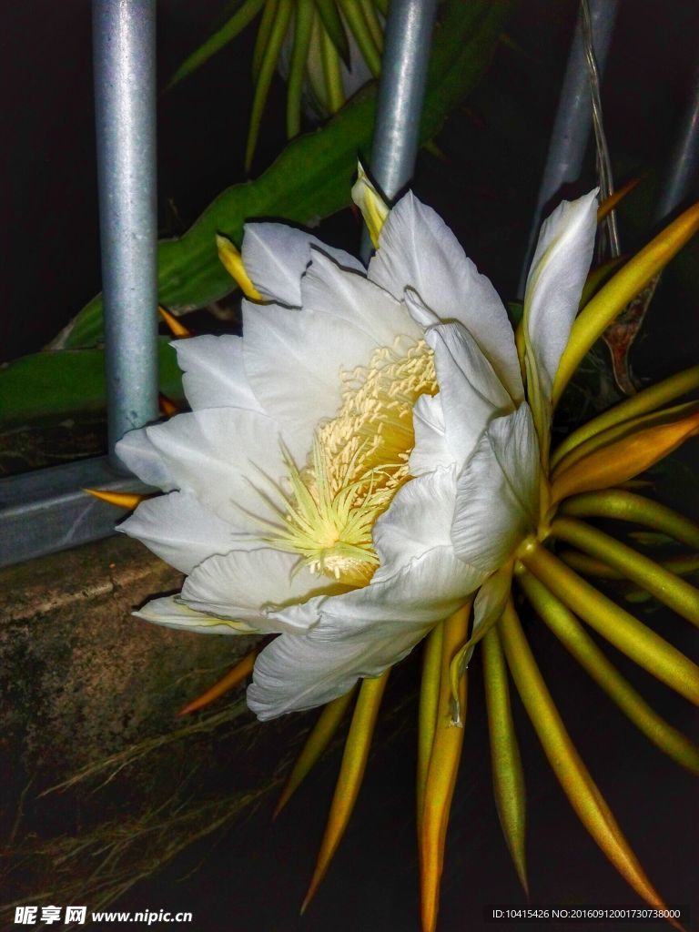 火龙果花